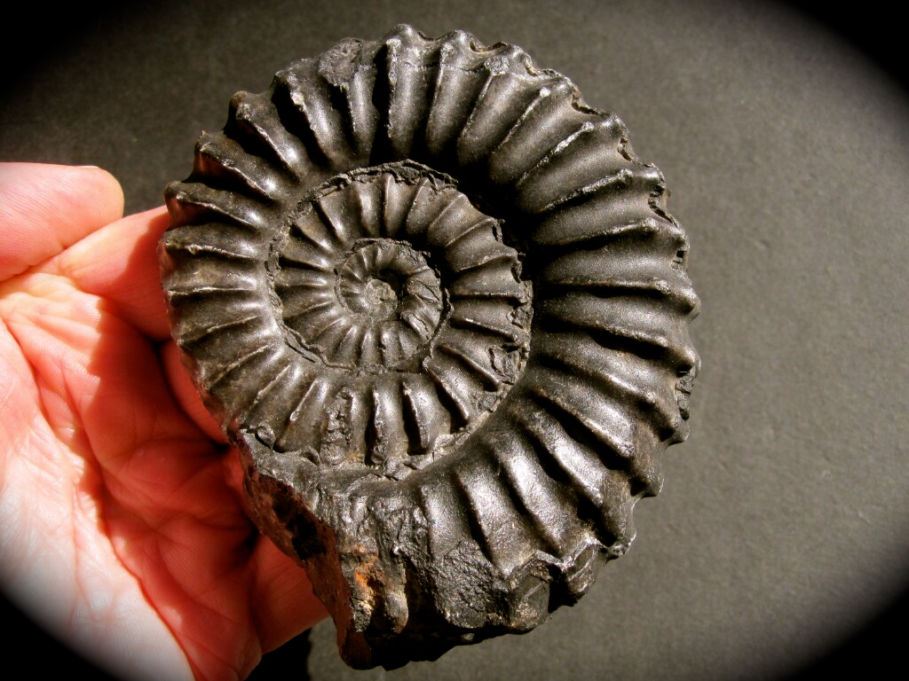 Large Peruvian Black Beauty Prolylleceras Ammonite