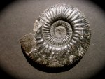 Mexican Ammonite Idoceras