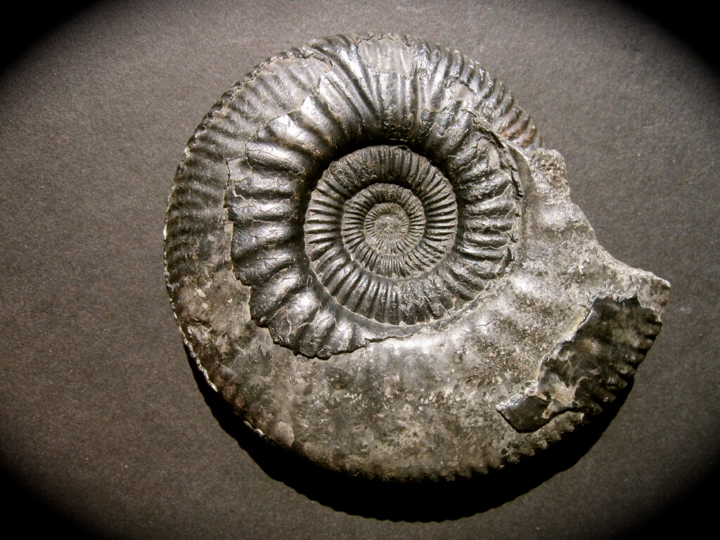 Rare Idoceras Mexican Ammonite