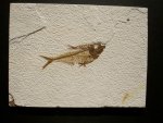 Diplomystus dentatus Green River Fish Fossil