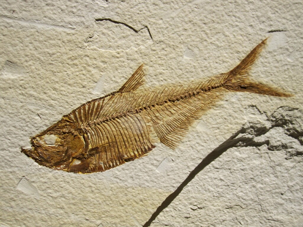 Diplomystus dentatus Green River Fish Fossil