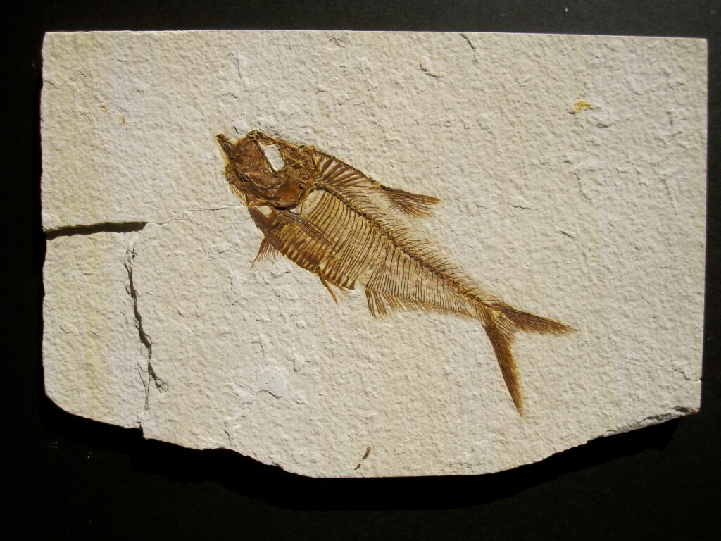 Diplomystus Fossil Fish for Sale