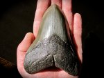 Large Carcharocles megalodon Shark Tooth