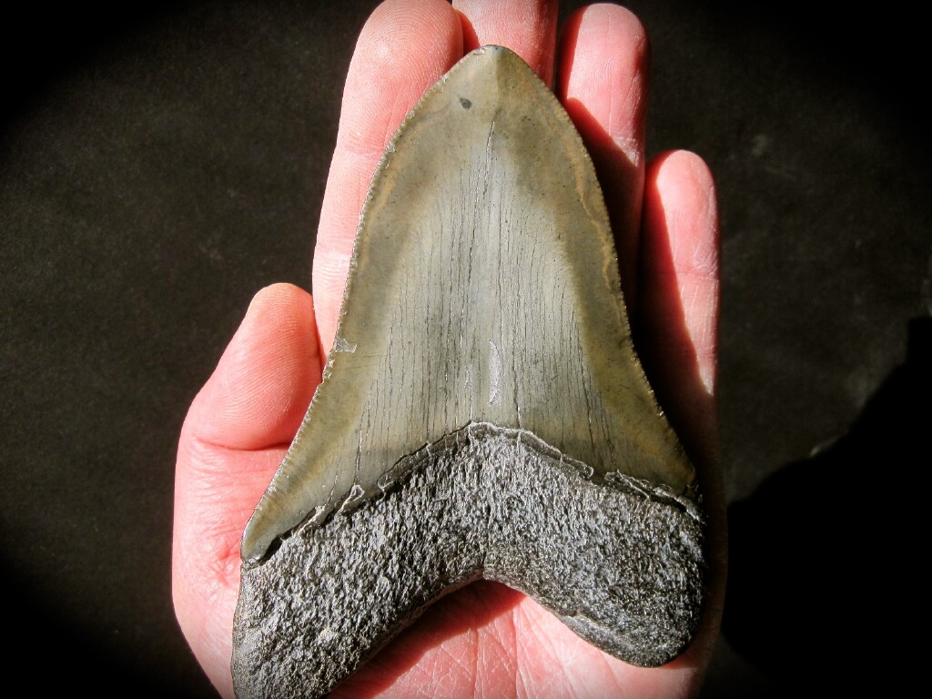 Large Carcharocles megalodon Shark Tooth