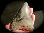 Premium Carcharocles megladon Shark Tooth from SC