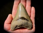 Premium Mid-Sized Carcharocles megladon Shark Tooth