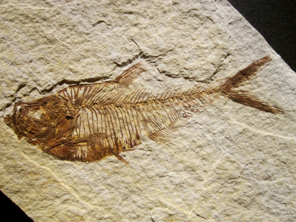 Diplomystus dentatus Green River Fish Fossil