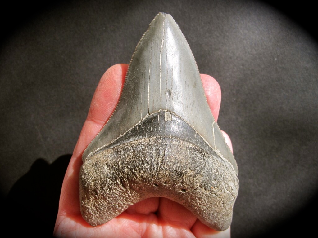 Carcharocles megalodon Shark Tooth