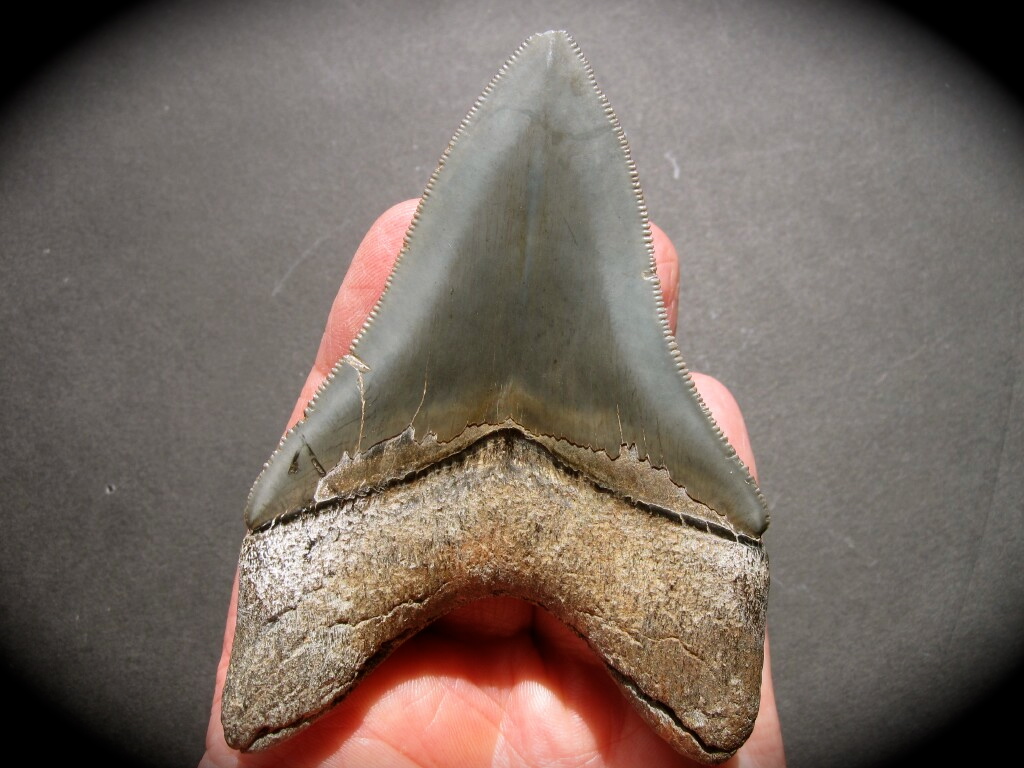 Carcharocles megalodon Shark Tooth