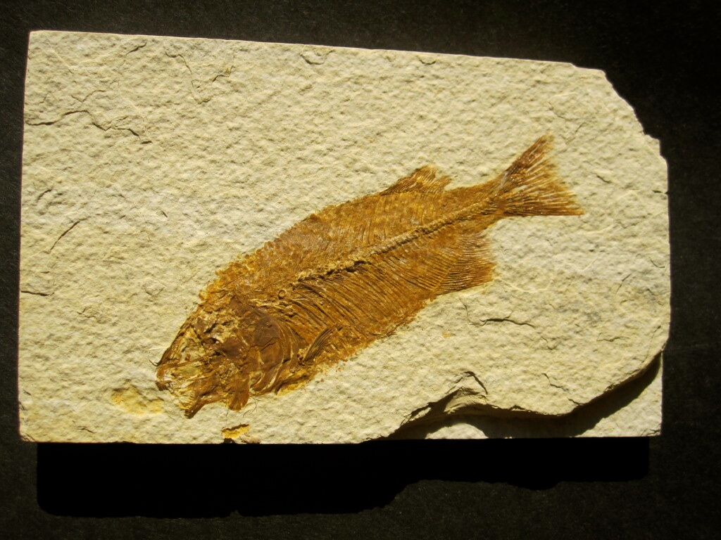 Phareodus encaustus Fish Fossil