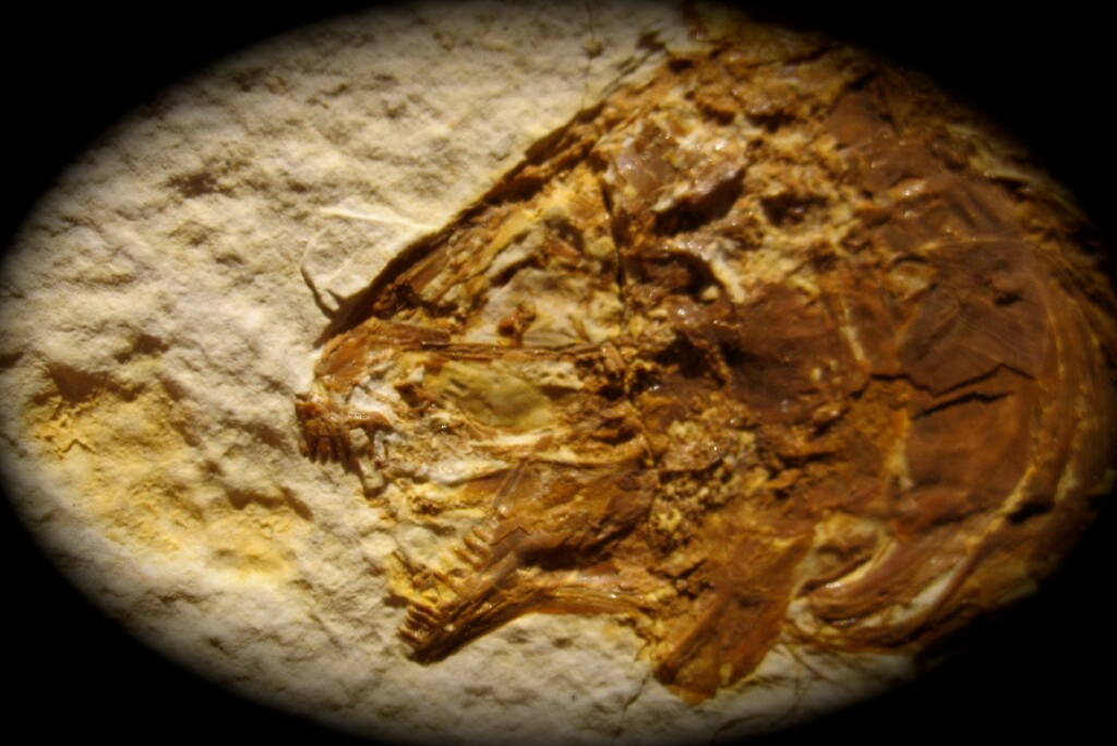 Phareodus encaustus Fish Fossil from the Green River Formation