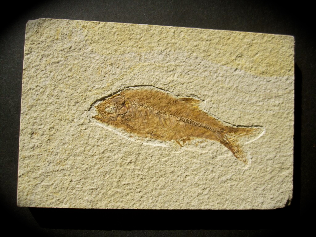 Hiodon Fossil Fish