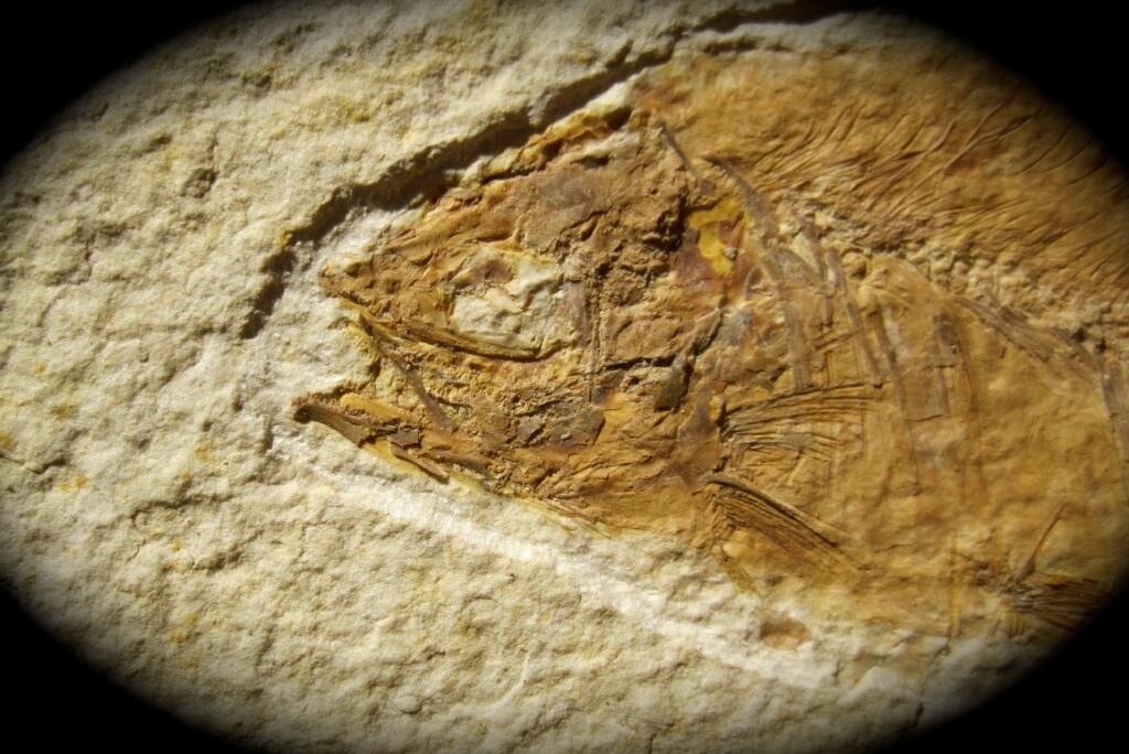 Hiodon Green River Fossil Fish