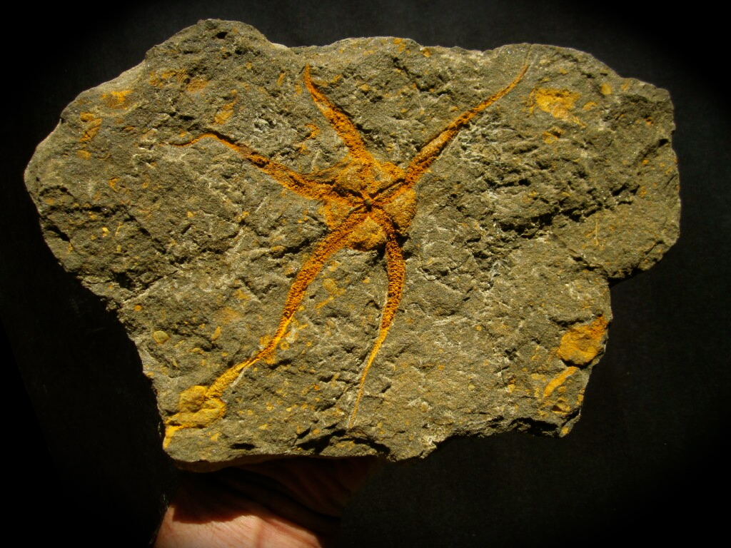 Starfish Fossil Association