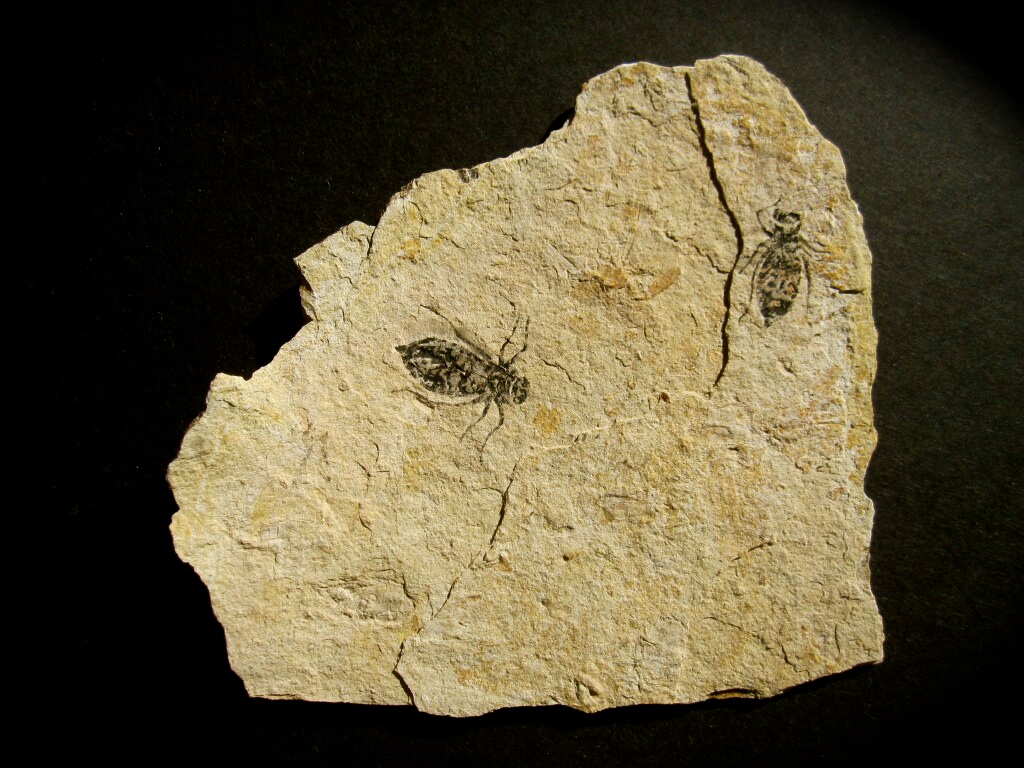 Dragonfly Larvae Fossils 