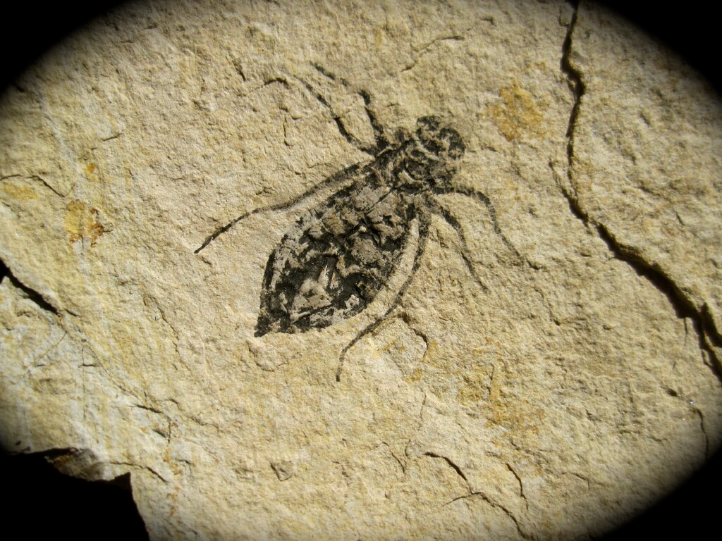 Dragonfly Fossils 