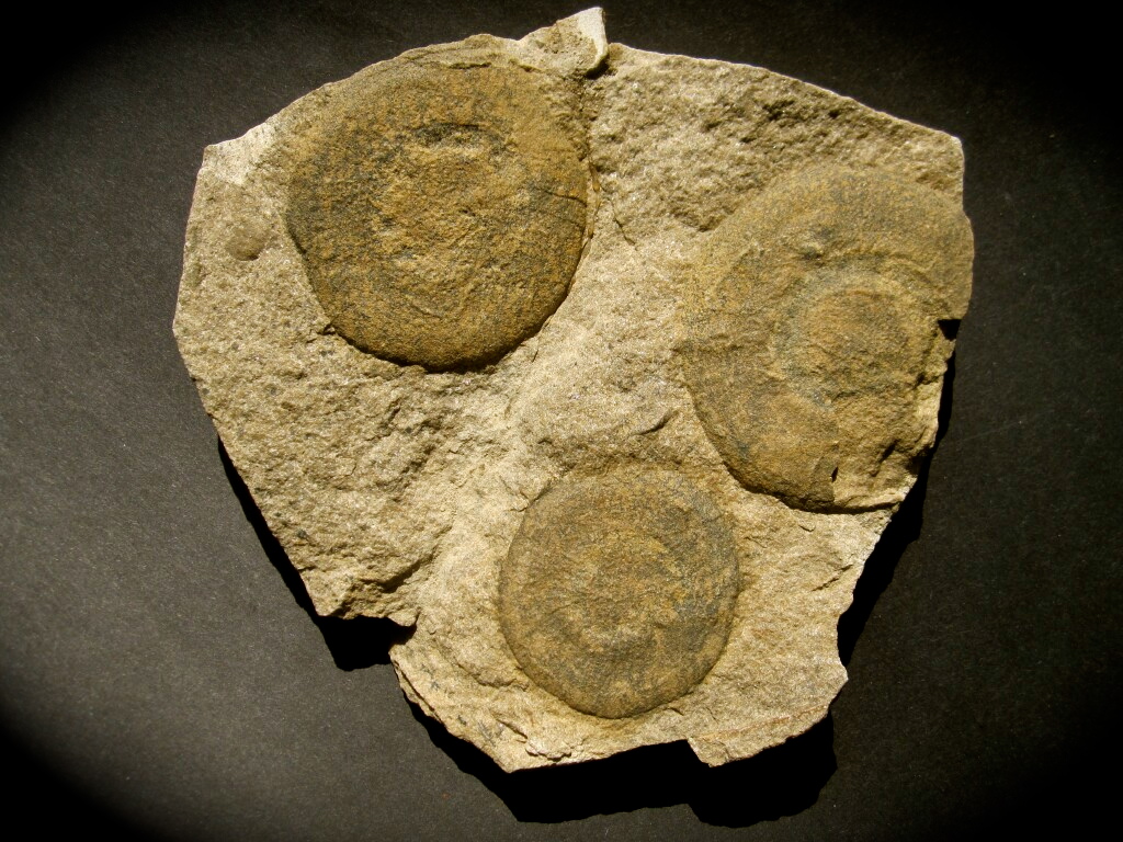 Eldonia Fossils