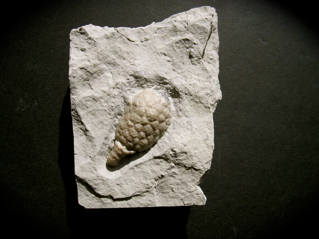 Holocystites Cystoid Fossil 