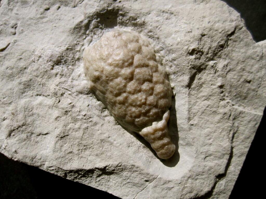 Holocystites Cystoid Fossil 