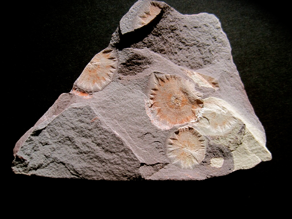 Ediacaran Porpita porpita Fossils