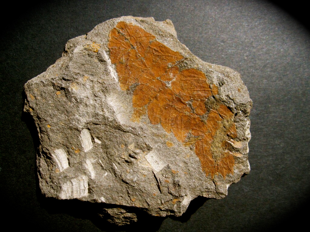 Plumulites Annelid Fossil