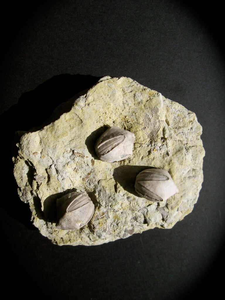 Pentremites Mississipian Blastoid Echinoderm Fossils