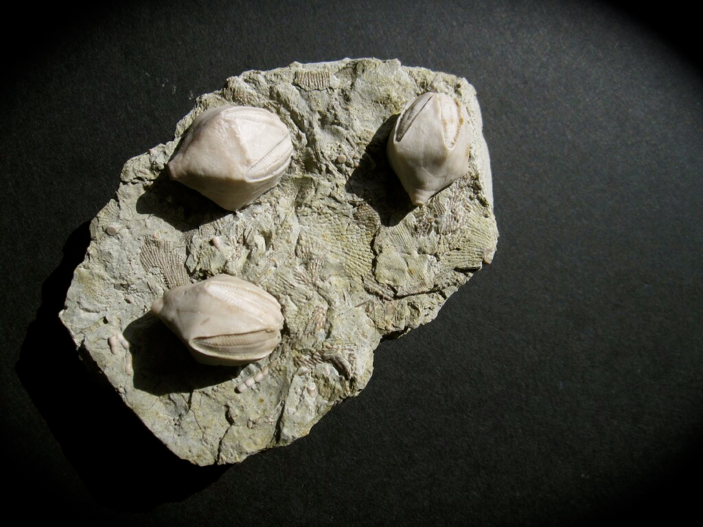 Pentremites Mississipian Blastoid Echinoderm Fossils