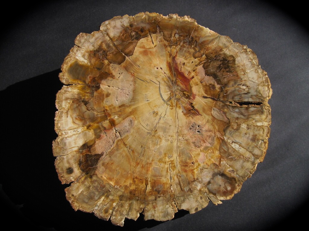 Large Polished Madagascar Petrified Display Wood