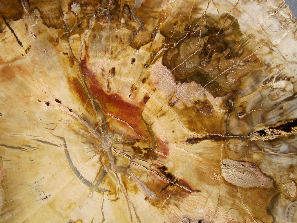 Large Polished Madagascar Petrified Display Wood