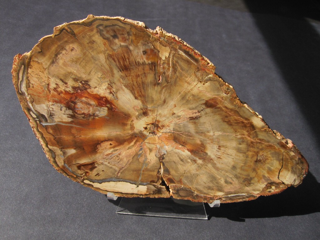 Polished Madagascar Petrified Display Wood Section