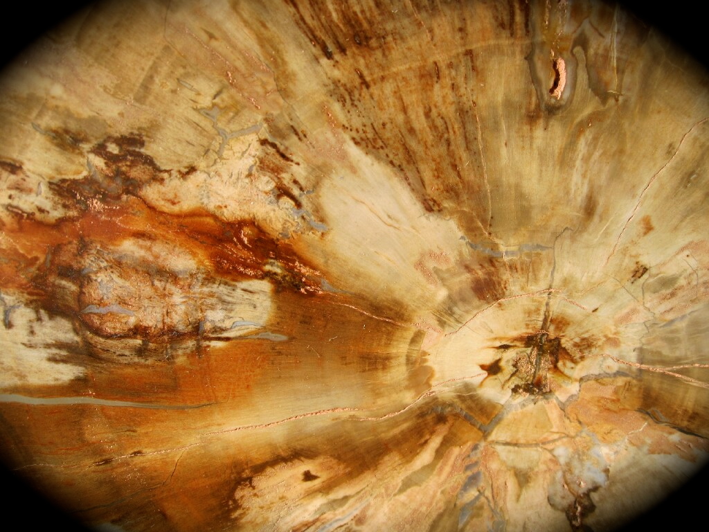 Polished Madagascar Petrified Display Wood Section