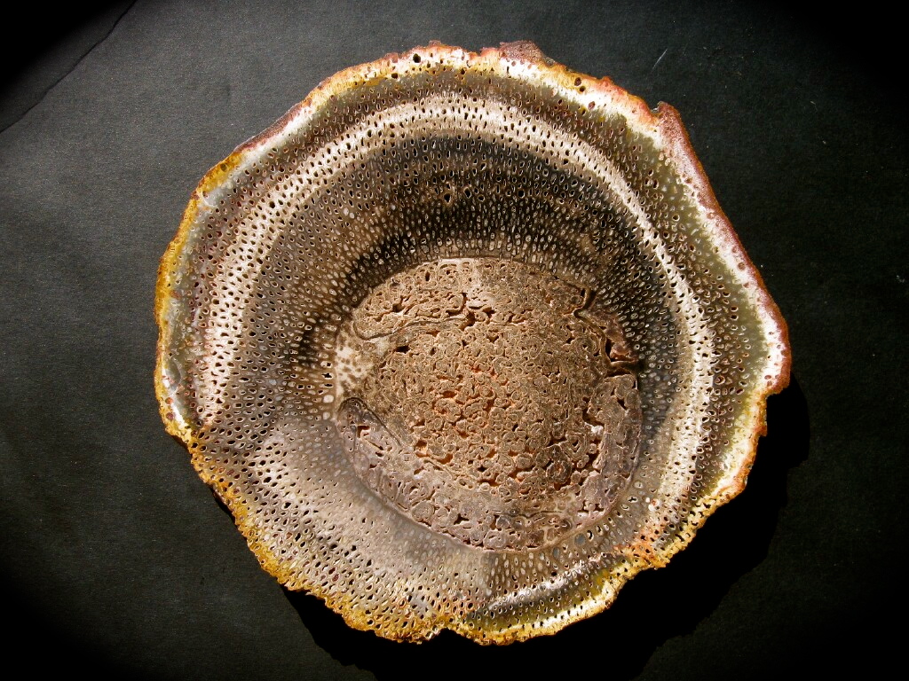 Gorgeous Tiatea Petrified Fern Tree Polished Round