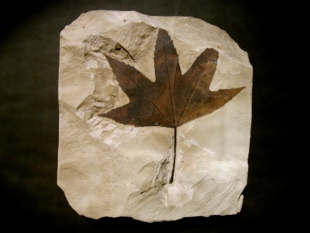 Excellent Three Lobed Sycamore Leaf from Utah