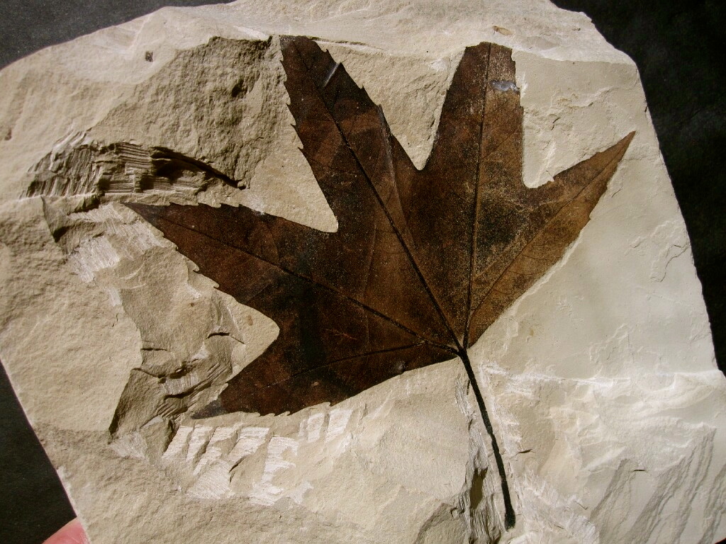 Excellent Large Five Lobed Sycamore Leaf from Utah