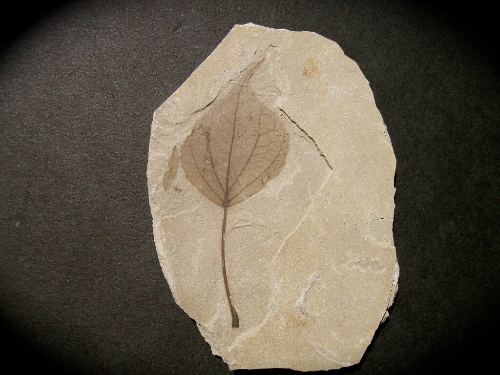 Exquisite Populus wilmattae (Poplar) Green River Leaf