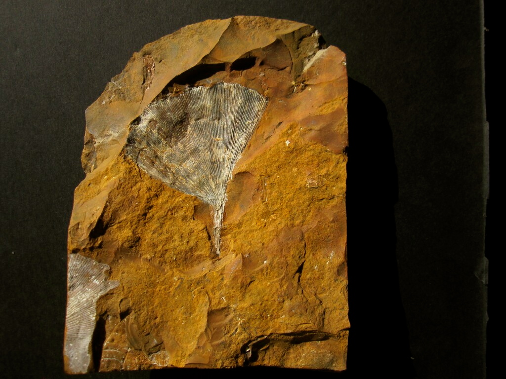 Ginko Leaf Fossil from North Dakota