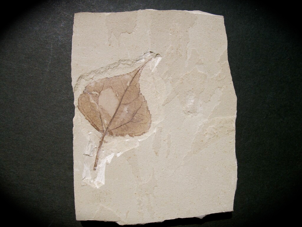 Populus Green River Fossil Leaf