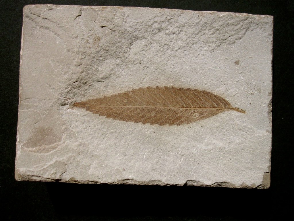 Cedrelospermum Leaf Fossil 