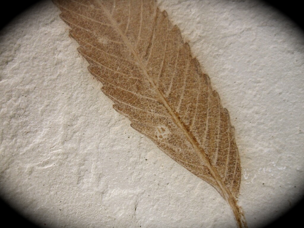 Cedrelospermum Leaf Fossil r