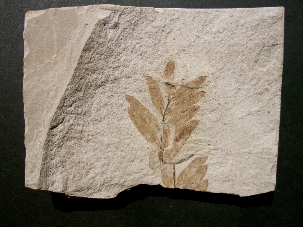 Mimosites Plant Fossil