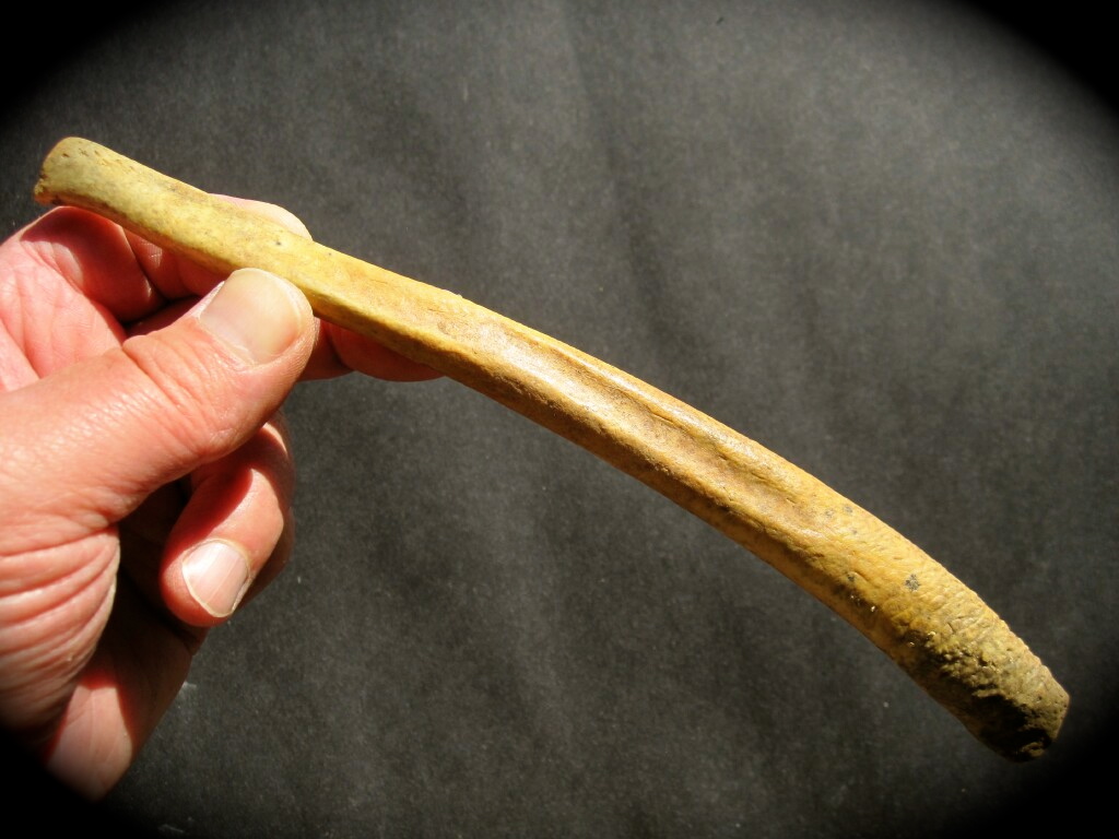 Pleistocene Cave Bear Fossil Penis Bone