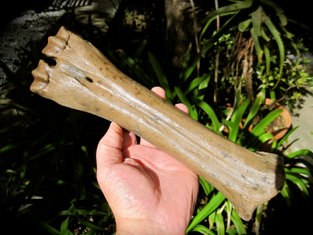 Pleistocene Bison Leg Bone