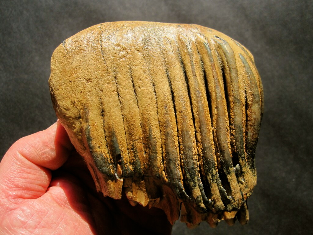 Pleistocene Mammoth Tooth Fossil