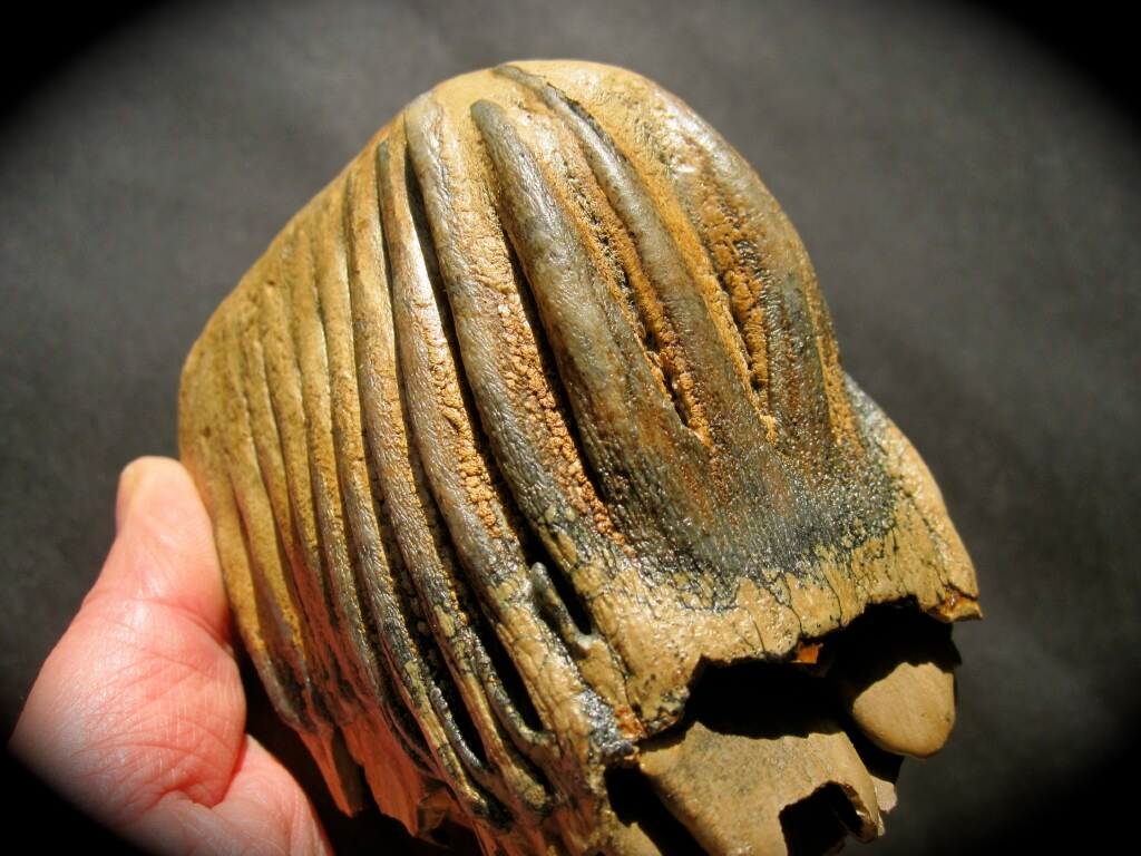 Pleistocene Mammoth Tooth