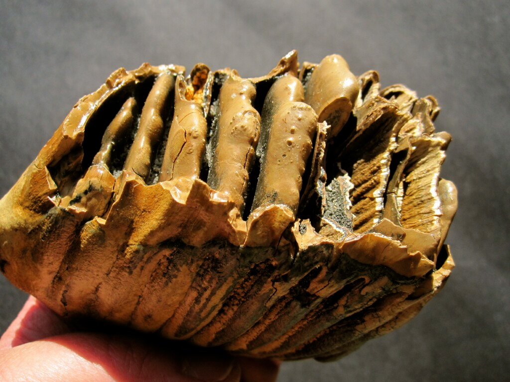 Mammoth Tooth