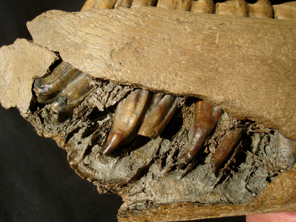 Ice Age Horse Jaw 