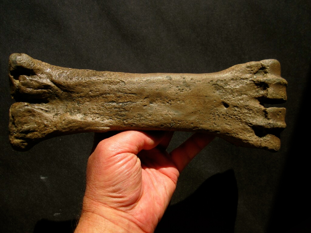 Ice Age Bison Leg Bone Fossil 