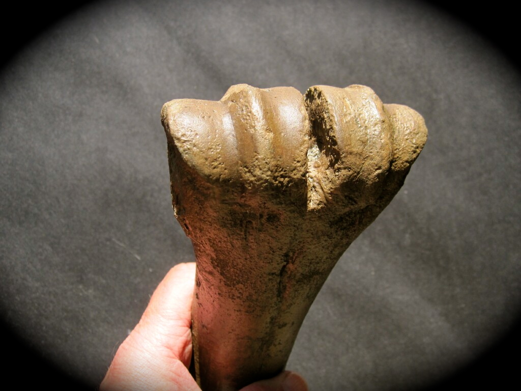 Bison Leg Bone Fossil from 