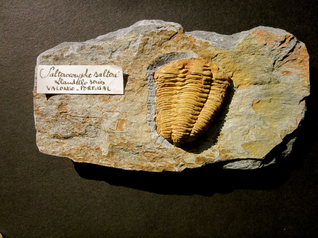 Salterocoryphe saltori Trilobite from Portugal