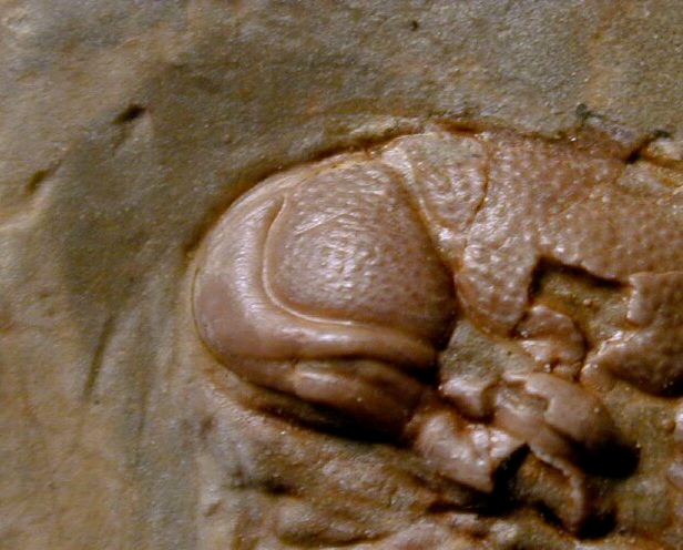 polish-devonian-trilobite-trimerocephalus-caecus